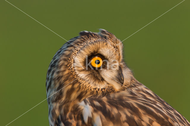 Short-eared Owl (Asio flammeus)