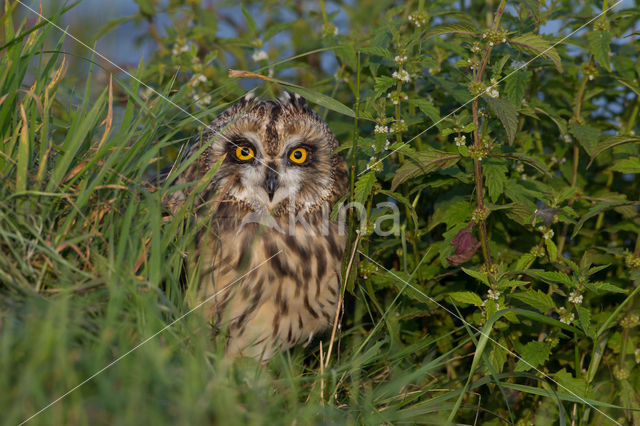 Short-eared Owl (Asio flammeus)