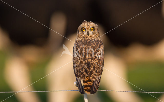 Short-eared Owl (Asio flammeus)