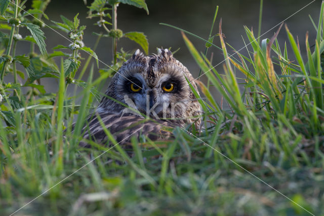 Short-eared Owl (Asio flammeus)