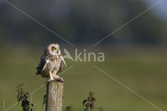 Short-eared Owl (Asio flammeus)