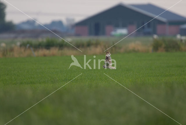 Short-eared Owl (Asio flammeus)