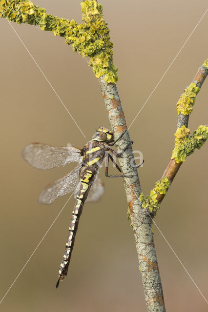 Common Hawker (Aeshna juncea)