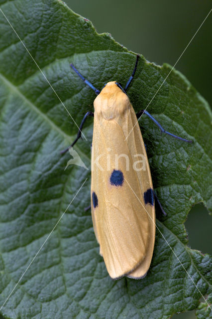 Four-spotted Footman (Lithosia quadra)