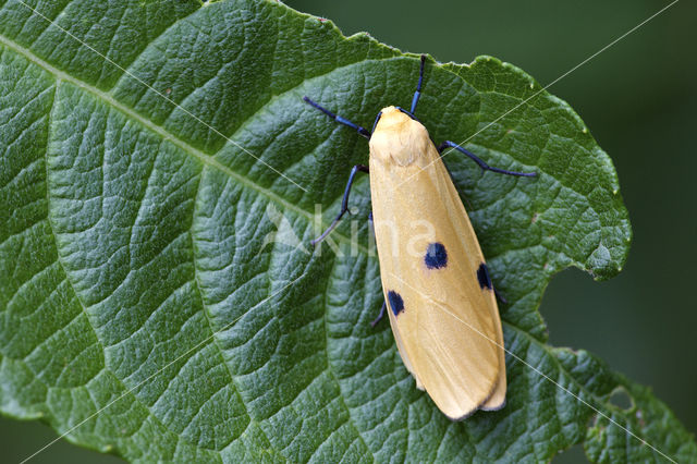 Four-spotted Footman (Lithosia quadra)