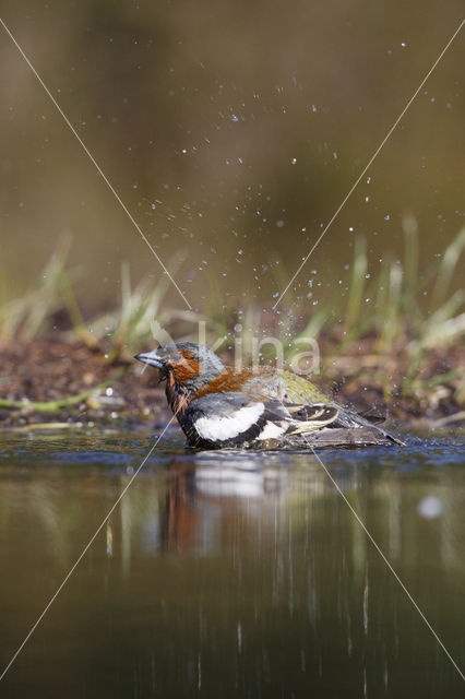 Chaffinch (Fringilla coelebs)