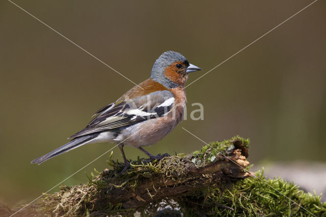 Vink (Fringilla coelebs)