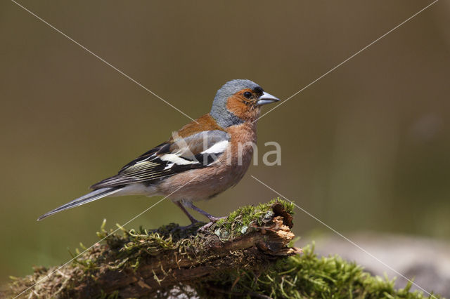 Chaffinch (Fringilla coelebs)