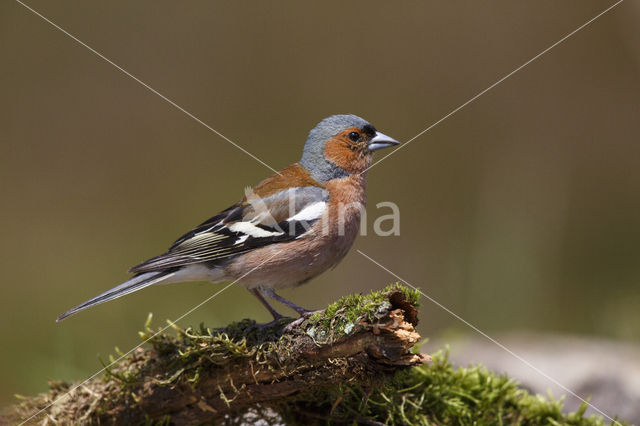 Vink (Fringilla coelebs)