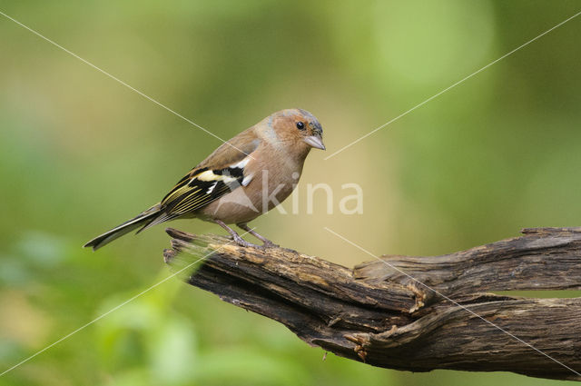 Chaffinch (Fringilla coelebs)