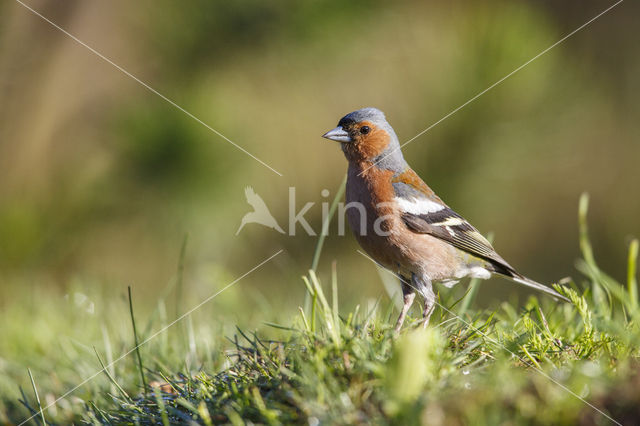 Vink (Fringilla coelebs)