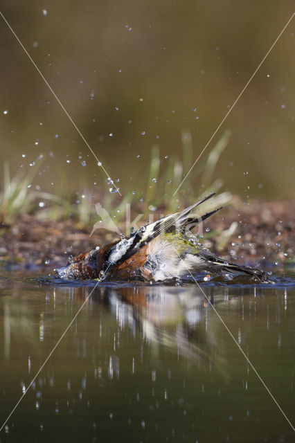 Vink (Fringilla coelebs)