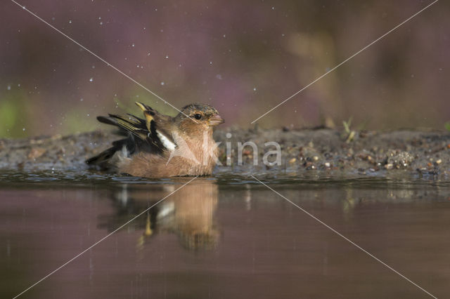 Chaffinch (Fringilla coelebs)