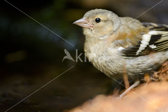 Vink (Fringilla coelebs)