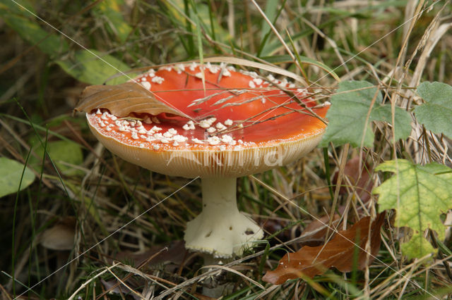 Vliegenzwam (Amanita muscaria)