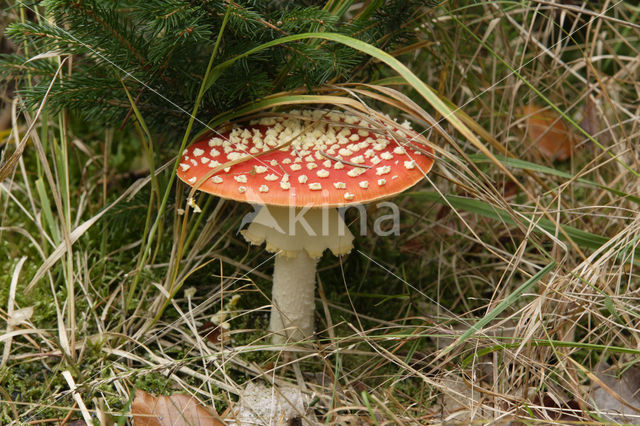 Vliegenzwam (Amanita muscaria)