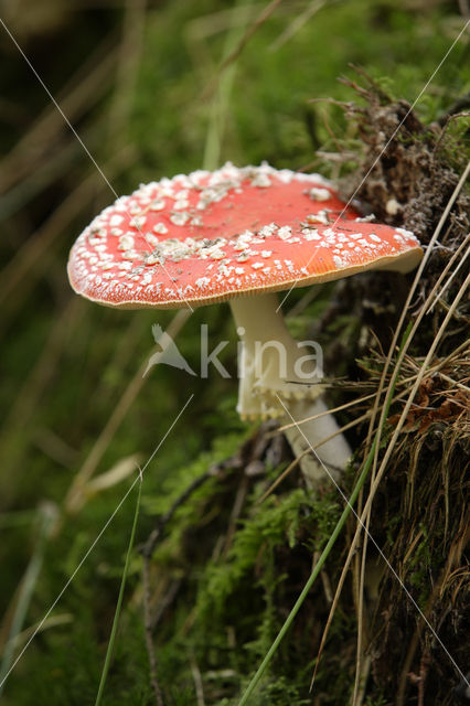 Vliegenzwam (Amanita muscaria)