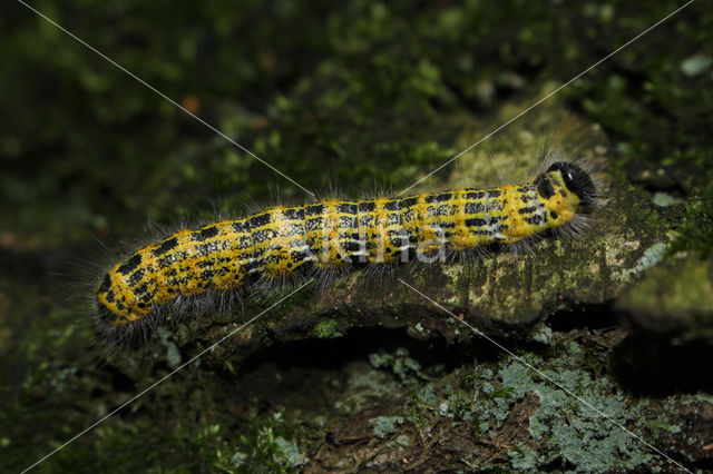 Wapendrager (Phalera bucephala)