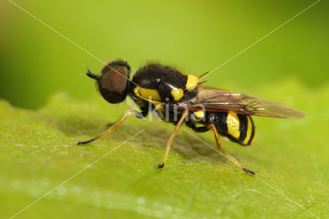 four-barred major (Oxycera rara)