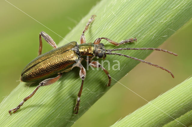 Waterleliekever (Donacia clavipes)