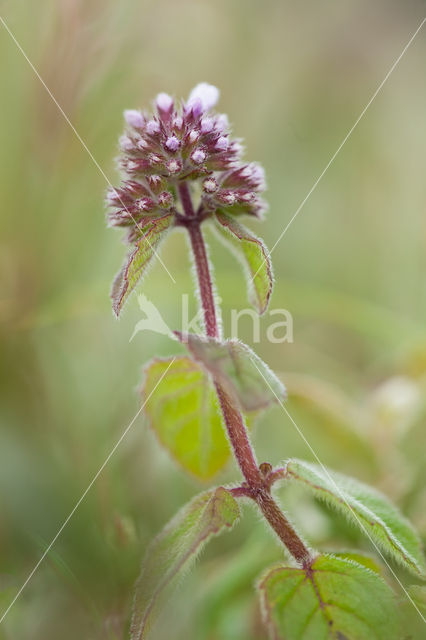 Watermunt (Mentha aquatica)