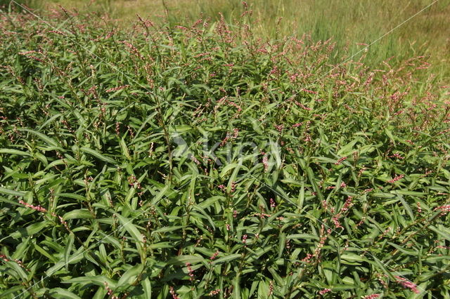 Waterpeper (Persicaria hydropiper)