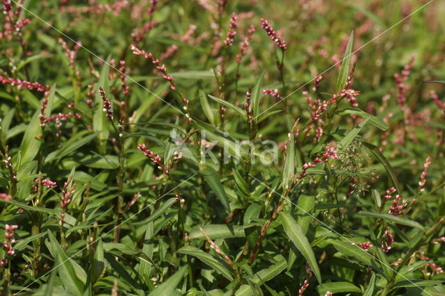 Waterpeper (Persicaria hydropiper)