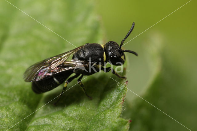 Weidemaskerbij (Hylaeus gibbus)