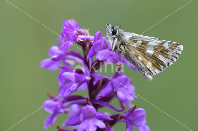 Westelijk spikkeldikkopje (Pyrgus carlinae)