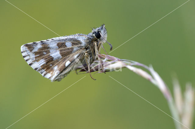 Westelijk spikkeldikkopje (Pyrgus carlinae)