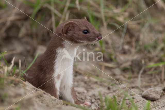 Weasel (Mustela nivalis)