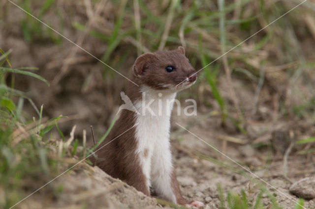 Weasel (Mustela nivalis)