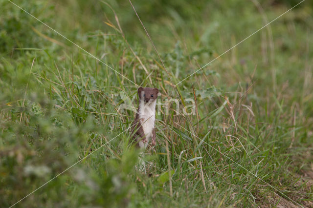 Weasel (Mustela nivalis)