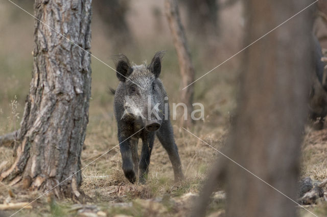 Wild Boar (Sus scrofa)