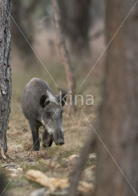 Wild Boar (Sus scrofa)