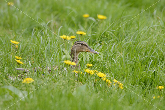 Wilde Eend (Anas platyrhynchos)