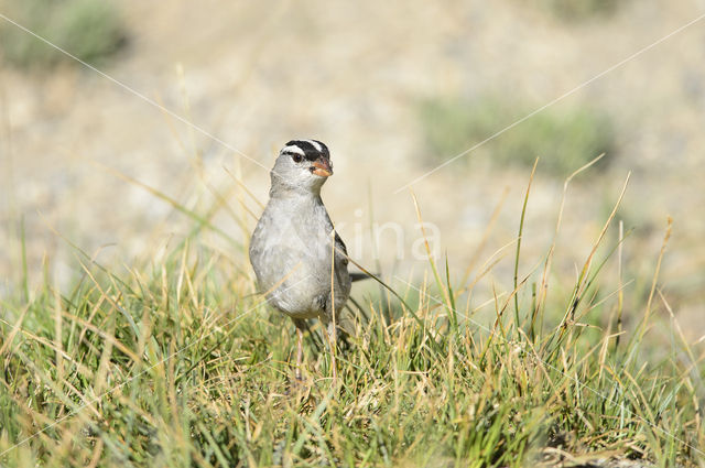 White-crowned Sparrow (Zonotrichia leucophrys)