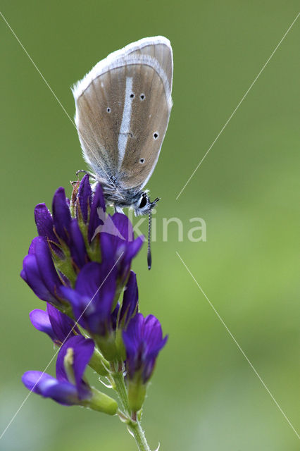 Damon Blue (Polyommatus damon)