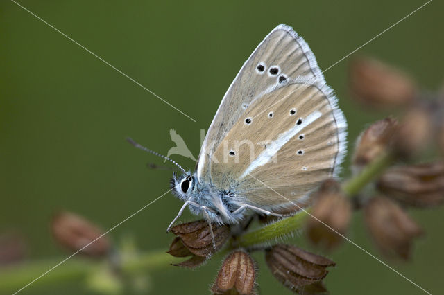 Damon Blue (Polyommatus damon)