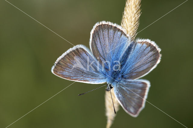 Damon Blue (Polyommatus damon)