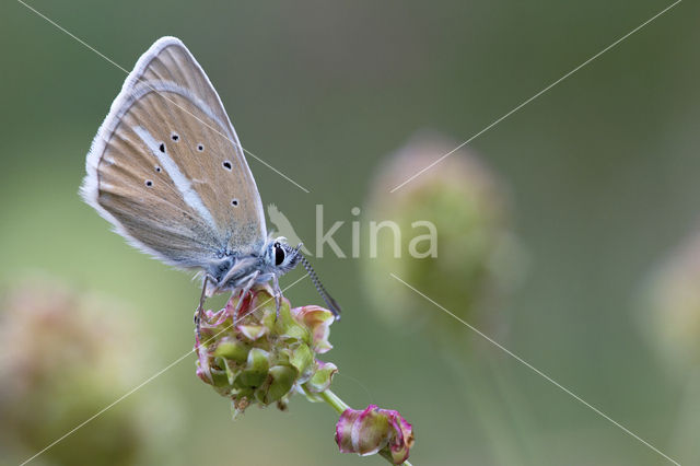 Damon Blue (Polyommatus damon)