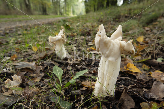 Witte kluifzwam (Helvella crispa)