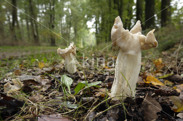 White Saddle (Helvella crispa)