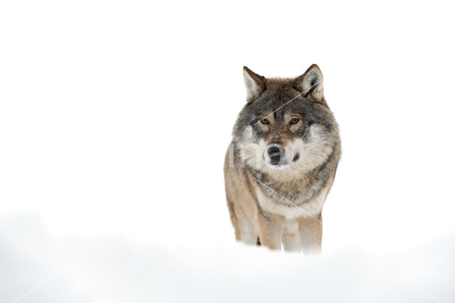 Grey Wolf (Canis lupus)