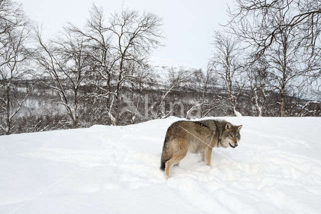 Grey Wolf (Canis lupus)