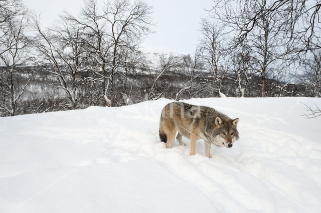 Grey Wolf (Canis lupus)