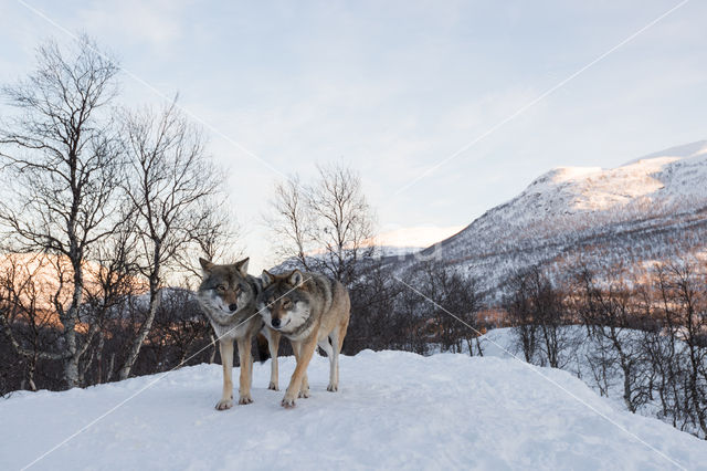 Grey Wolf (Canis lupus)