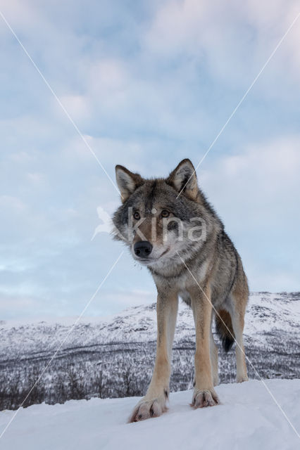 Grey Wolf (Canis lupus)