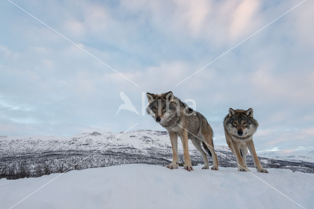 Grey Wolf (Canis lupus)