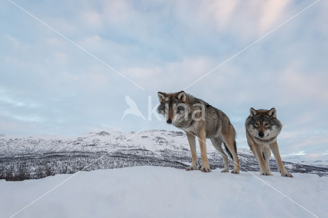 Grey Wolf (Canis lupus)